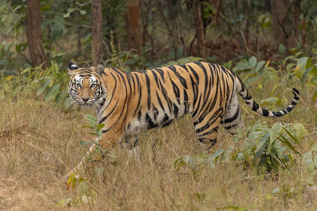 Nature & Wildlife